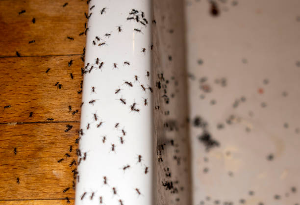 Best Spider Control Near Me  in Quantico Base, VA