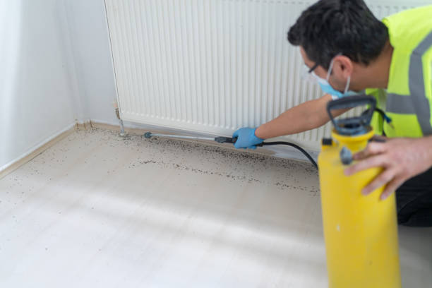 Best Termite Control Services  in Quantico Base, VA